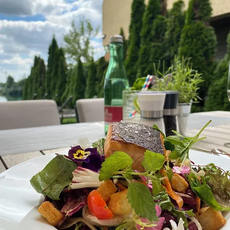 Dolphin - Adult Friendly